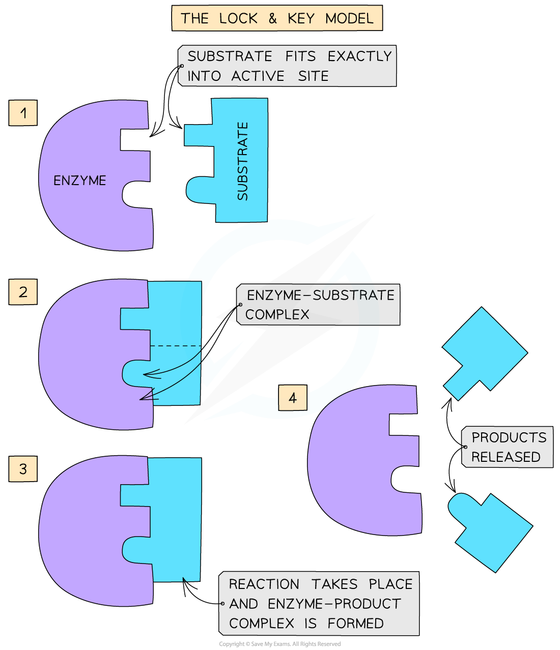 Enzyme-substrate complex diagram showing active site binding