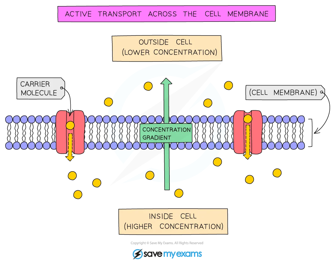 Active transport diagram showing carrier proteins pumping ions against gradient using ATP