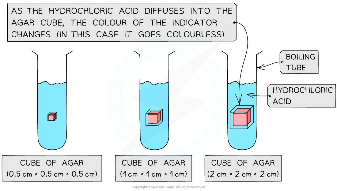 Agar Cube experiment