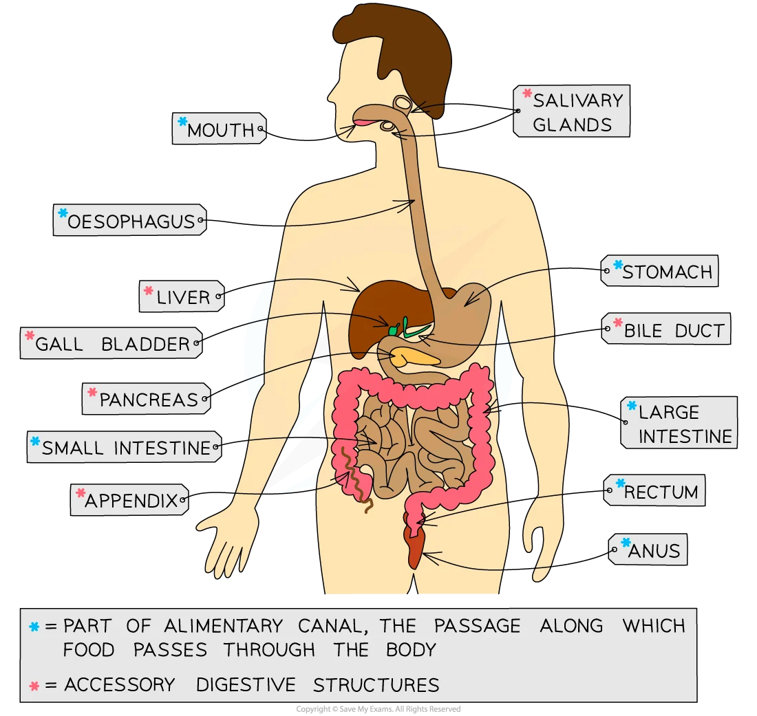 Diagram showing alimentary canal and associated digestive organs