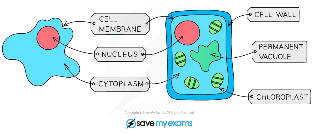 Cell structure comparison diagram showing plant and animal cells with labelled organelles