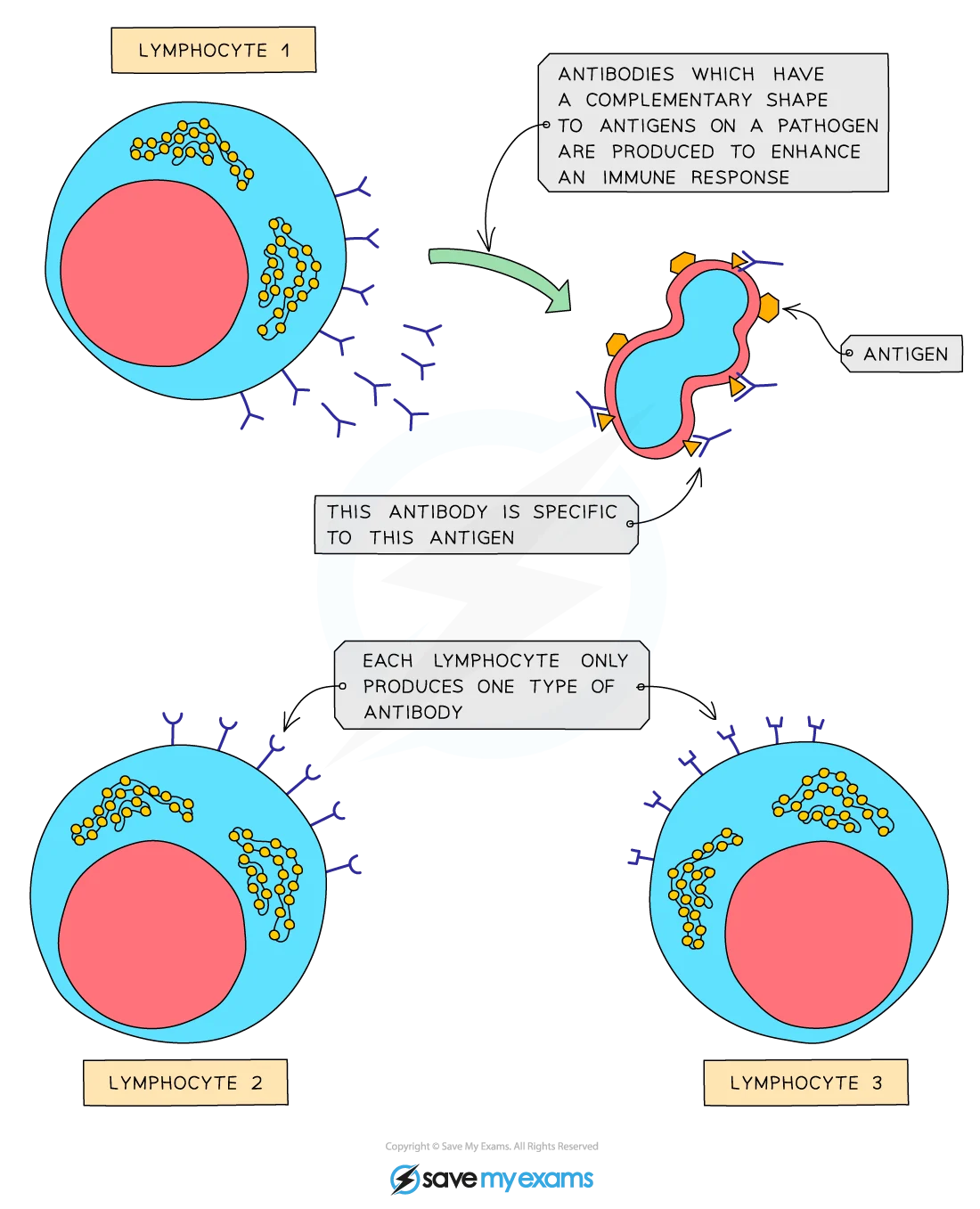 Diagram showing antibody-antigen binding with complementary shapes