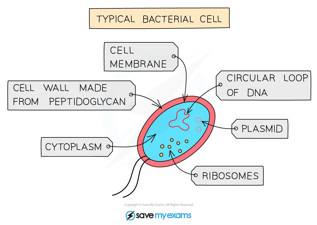 Bacterial cell structure diagram showing cell wall, plasma membrane, cytoplasm, circular DNA and plasmids