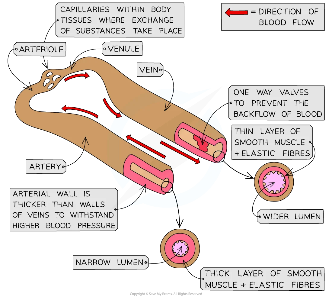 Diagram showing artery, vein and capillary structure differences