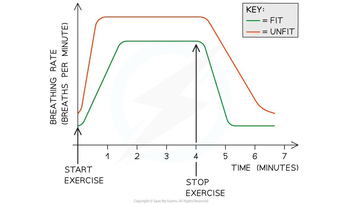 Diagram showing breathing rate changes with exercise