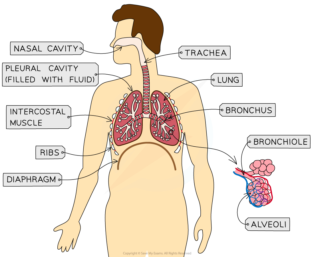 Diagram showing breathing system with all parts labelled