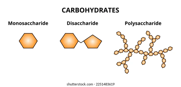 Diagram showing monosaccharide, disaccharide and polysaccharide structures