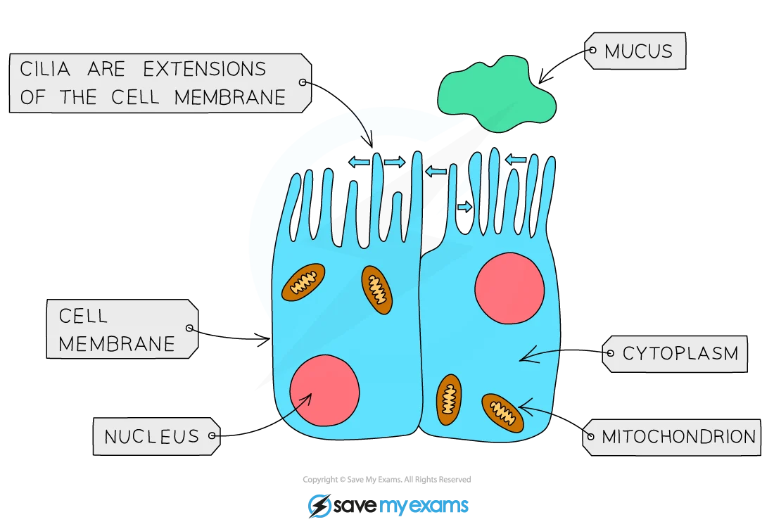 Diagram showing ciliated airway epithelium cell with labelled cilia, nucleus