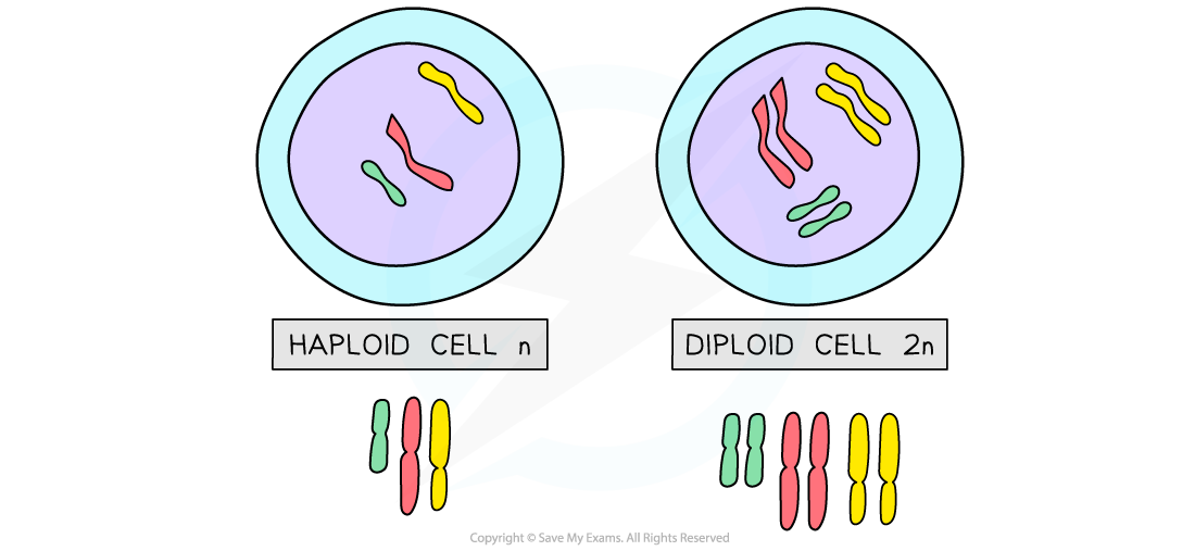 Diploid and haploid
