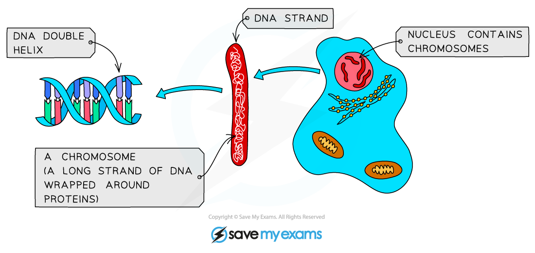 DNA