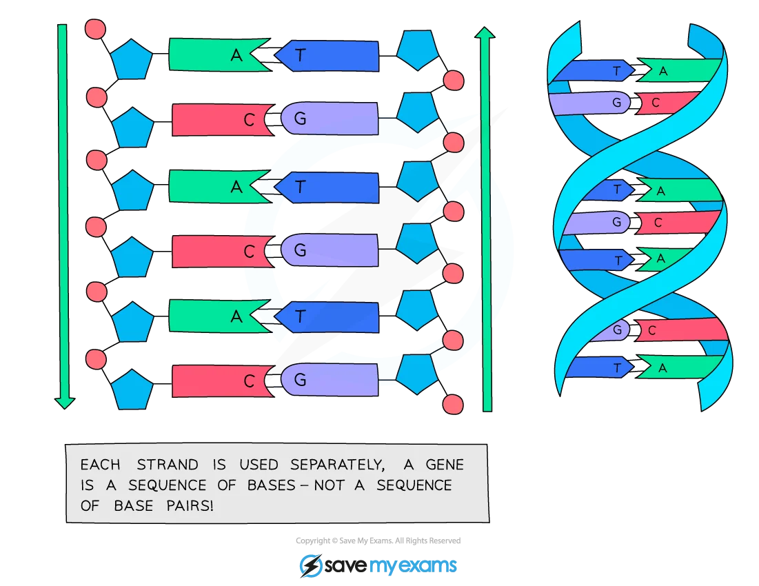 DNA double helix showing sugar-phosphate backbones and complementary A-T and C-G base pairs