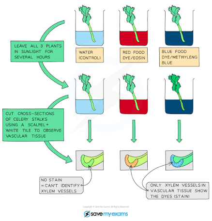 Dye tracing water from root hair through cortex and xylem to leaf mesophyll