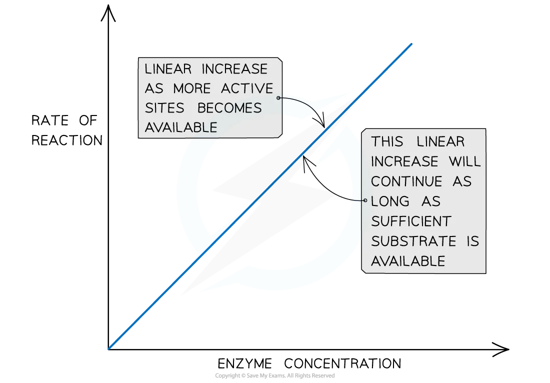 Enzyme concentration effect graph showing linear increase