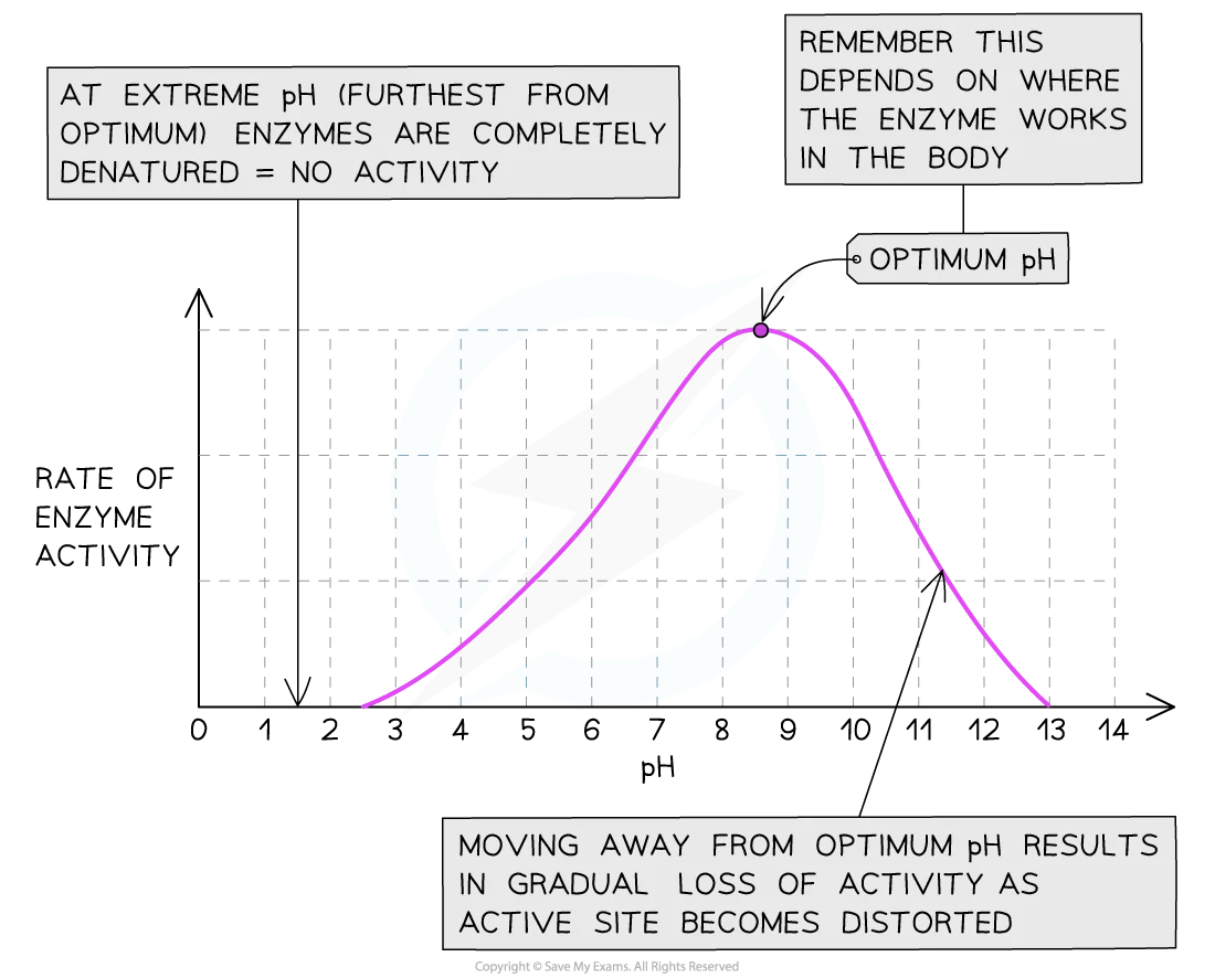 pH effect graph showing bell-shaped curve for enzyme activity