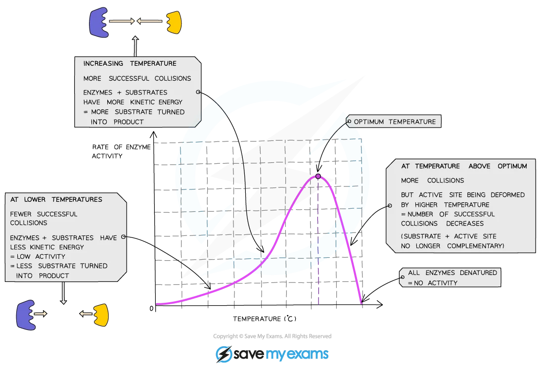 Temperature effect graph showing bell-shaped curve