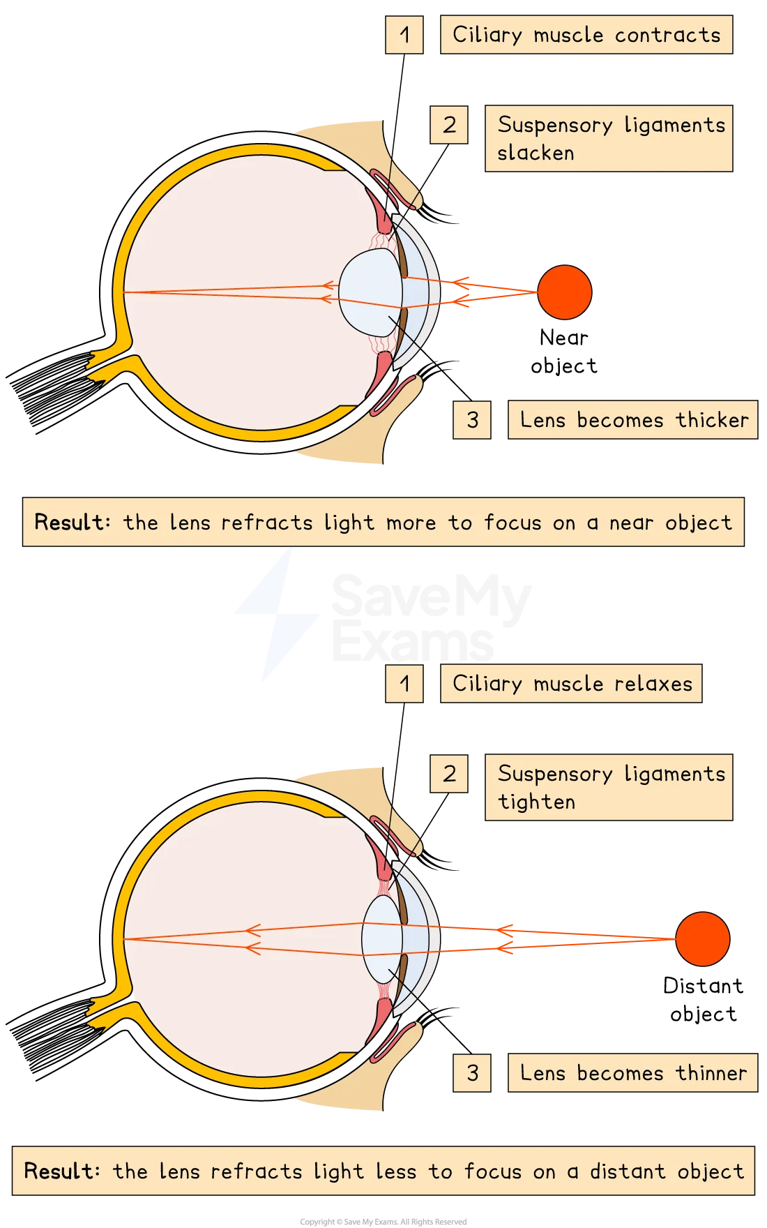 Eye Accommodation