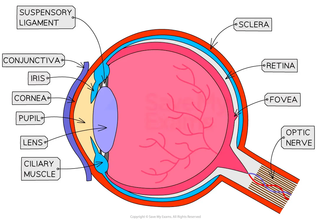 Eye structure