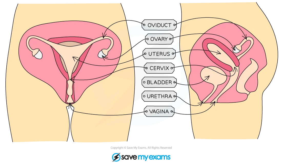 Female Reproductive Organs