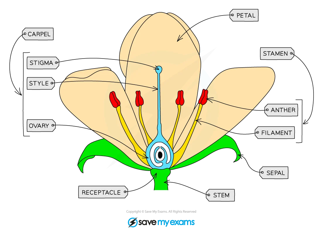 labelled longitudinal section of an insect-pollinated flower showing sepals, petals, anther, filament, stigma, style, ovary, and ovules.