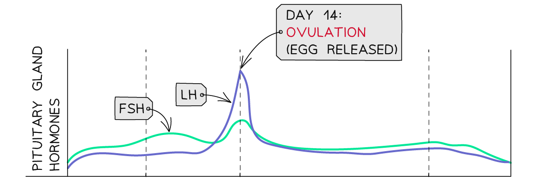 FSH and LH cycles