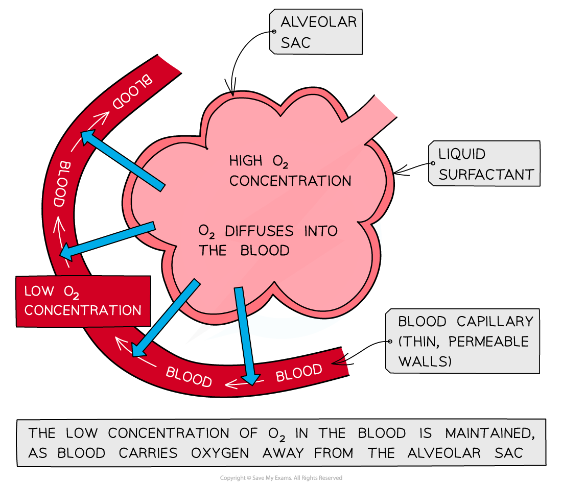 Diagram showing features of gas exchange surface: alveoli with capillaries