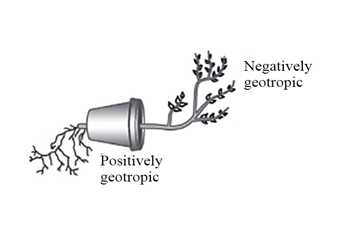 Geotropism