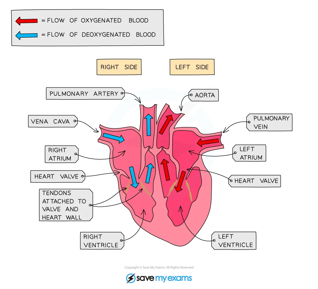 Diagram showing heart structure with labelled chambers, valves and coronary arteries