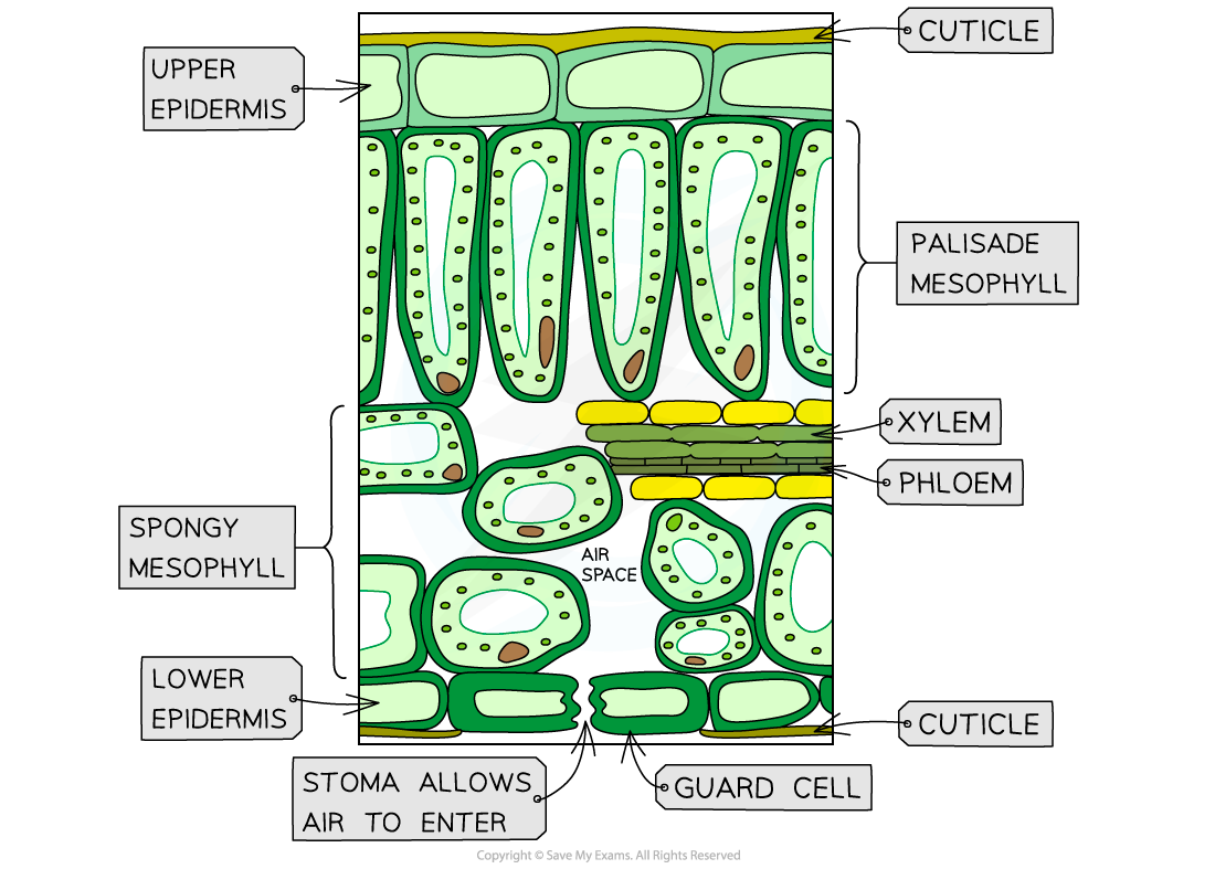 Diagram showing leaf cross-section with all structures labelled