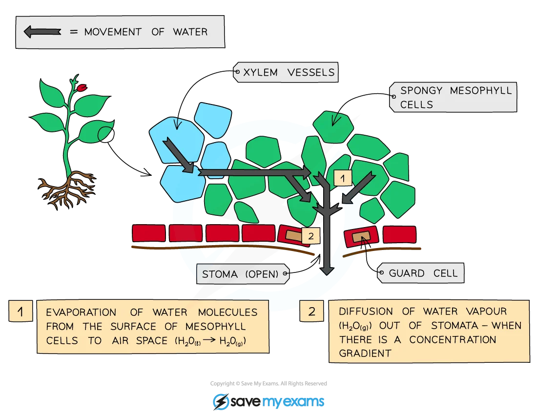 Leaf transpiration showing evaporation from mesophyll surfaces into air spaces and diffusion through stomata
