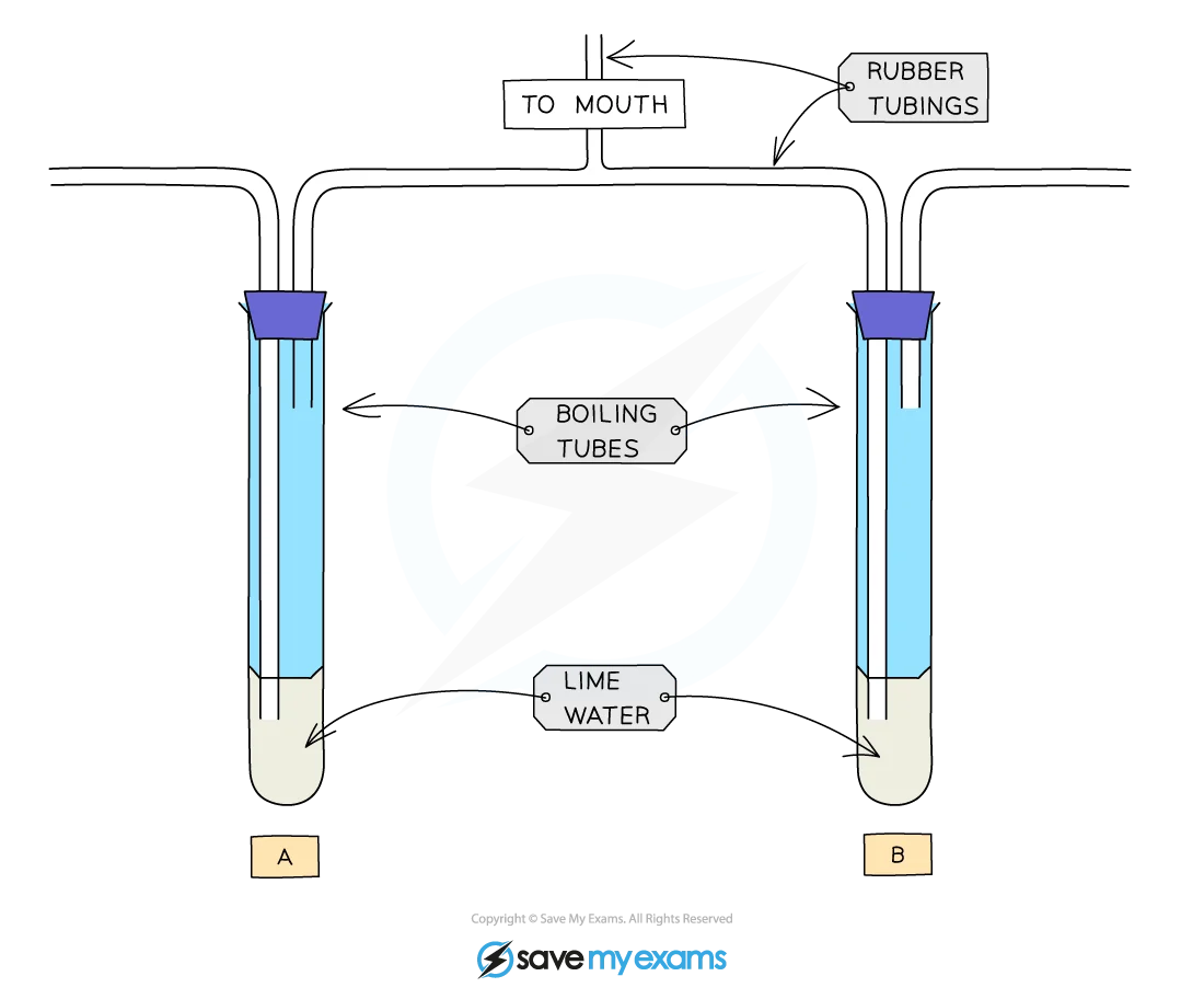 Limewater test