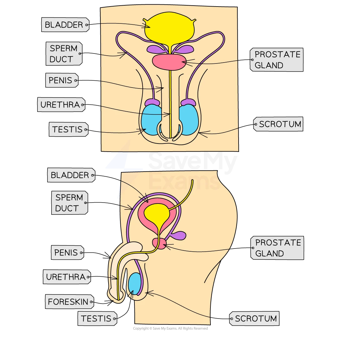 Male Reproductive Organs