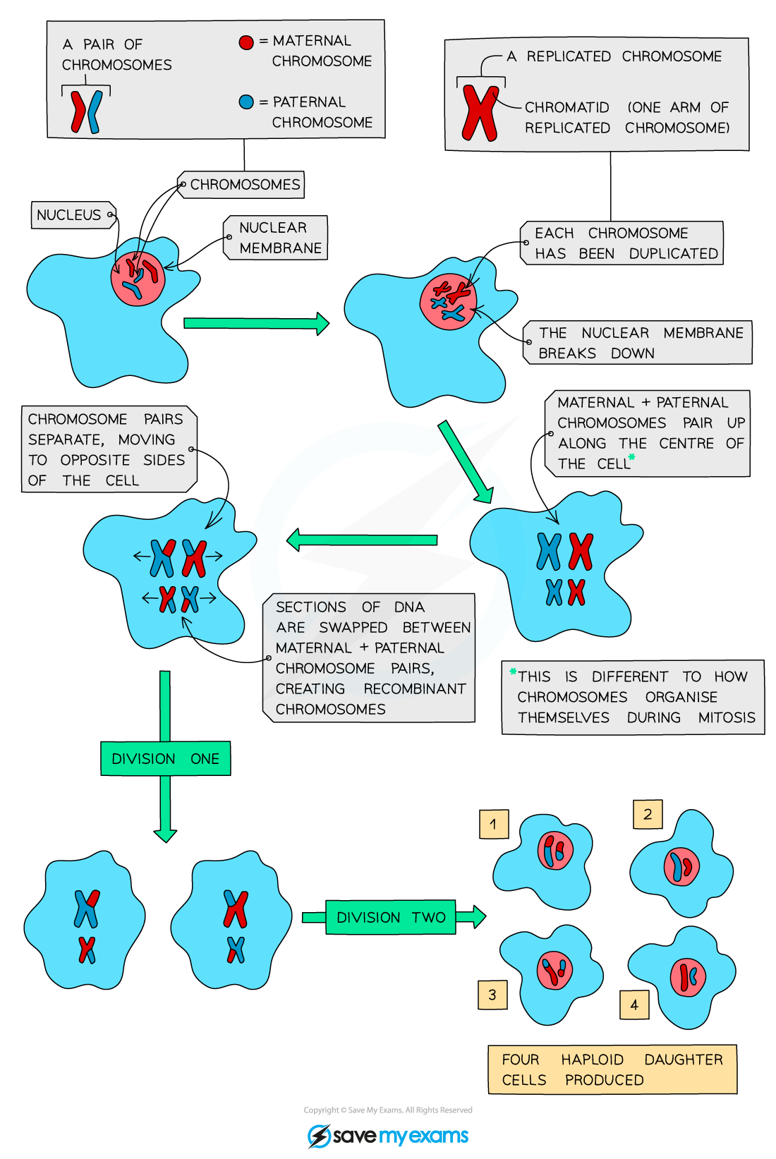 Meiosis