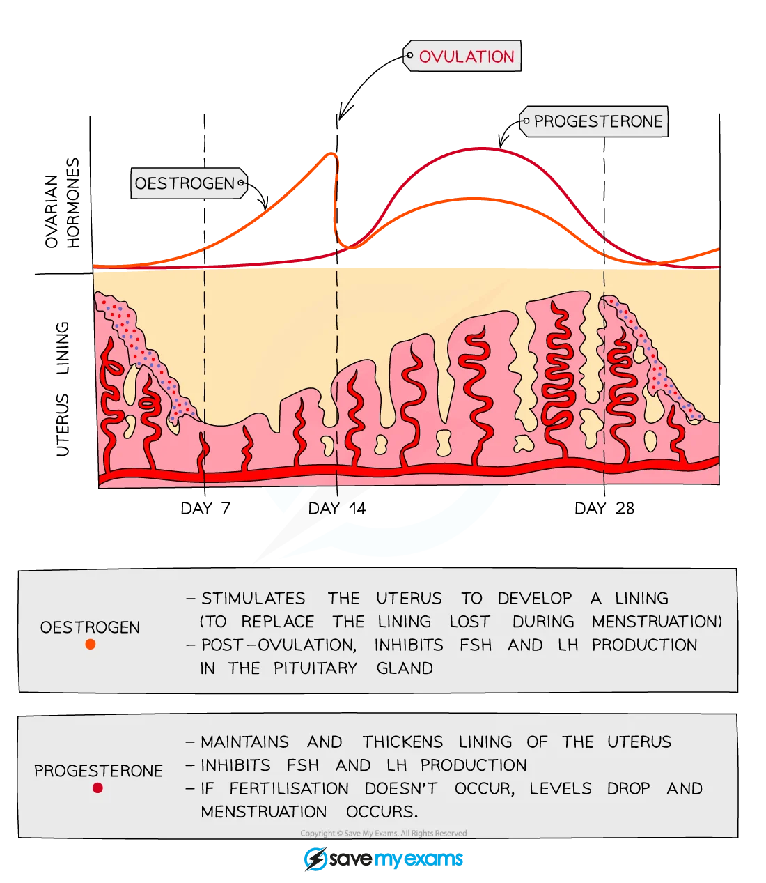 Menstruation Cycle