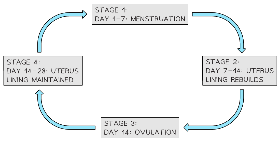 Menstrual Cycle overview