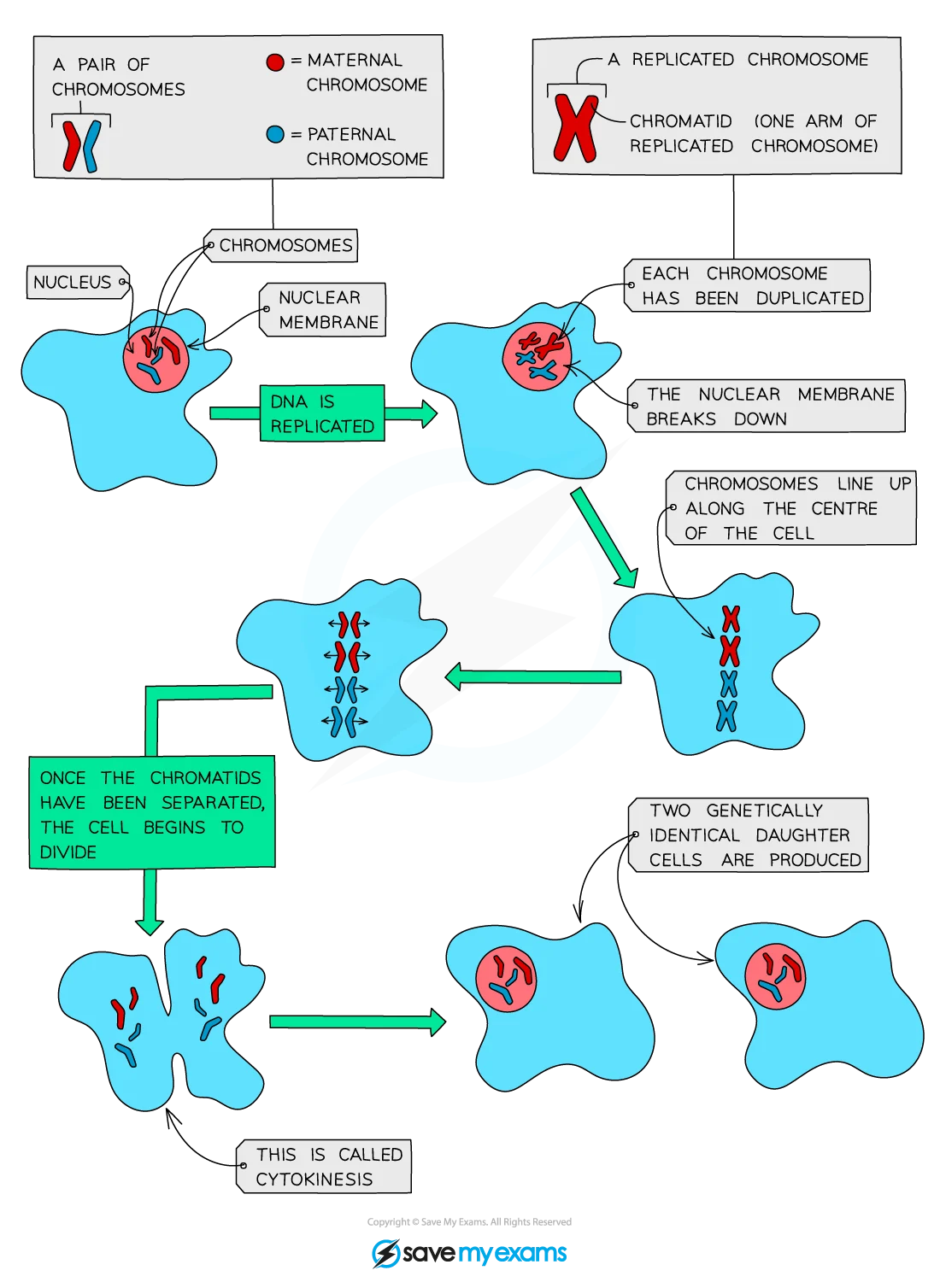Mitosis