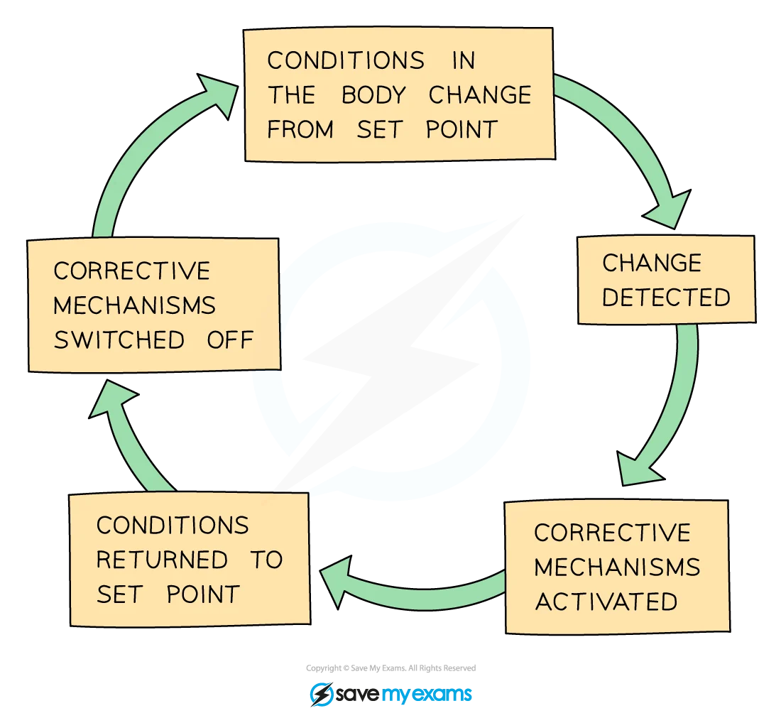 Negative feedback loop diagram showing set point, stimulus, response, and feedback mechanism