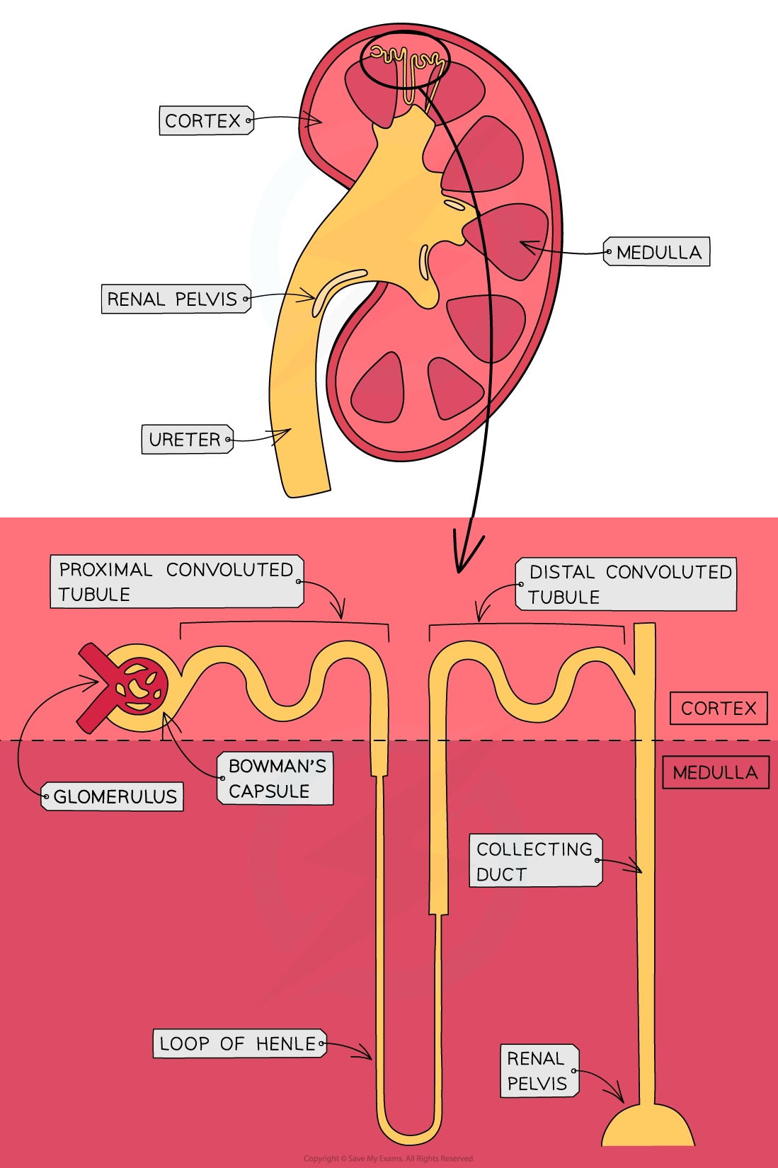 Nephron structure labeled with glomerulus, PCT, loop of Henle, DCT, and collecting duct