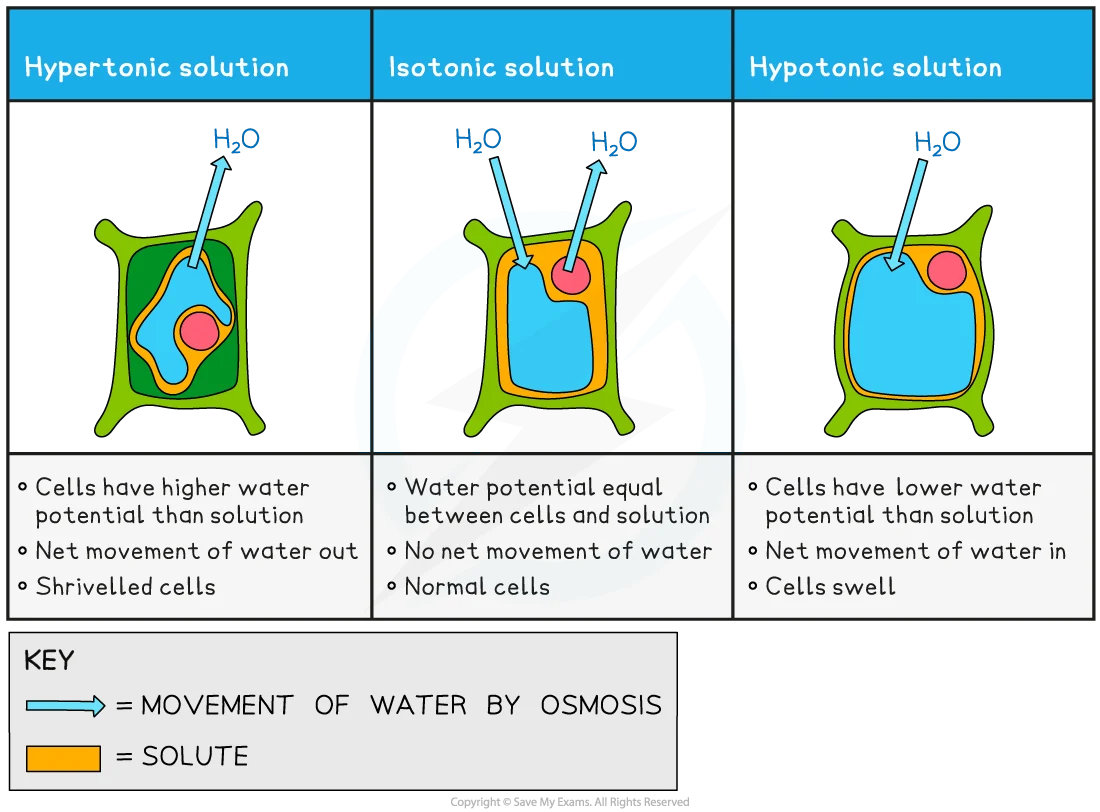 Comparison diagram showing animal and plant cells in hypertonic, hypotonic, isotonic solutions