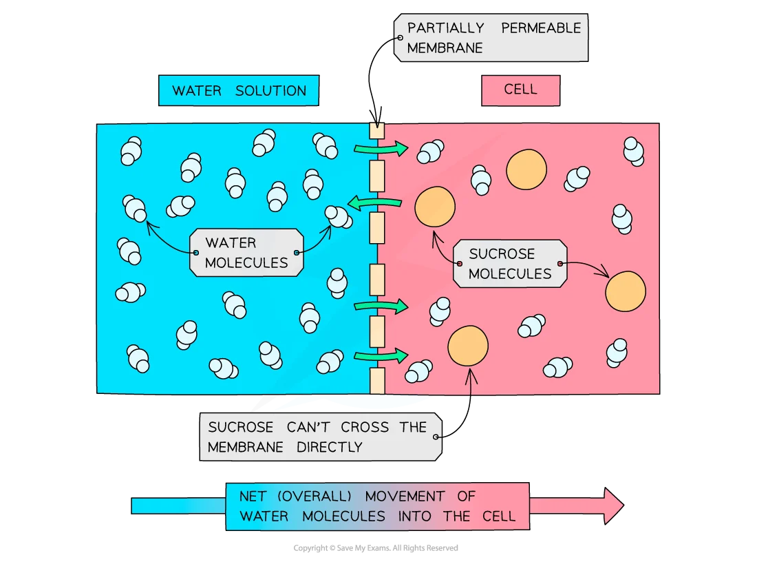Osmosis diagram showing water movement through partially permeable membrane