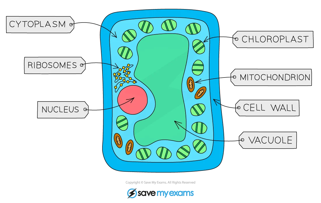 Diagram of palisade mesophyll cells showing elongated shape, dense chloroplasts