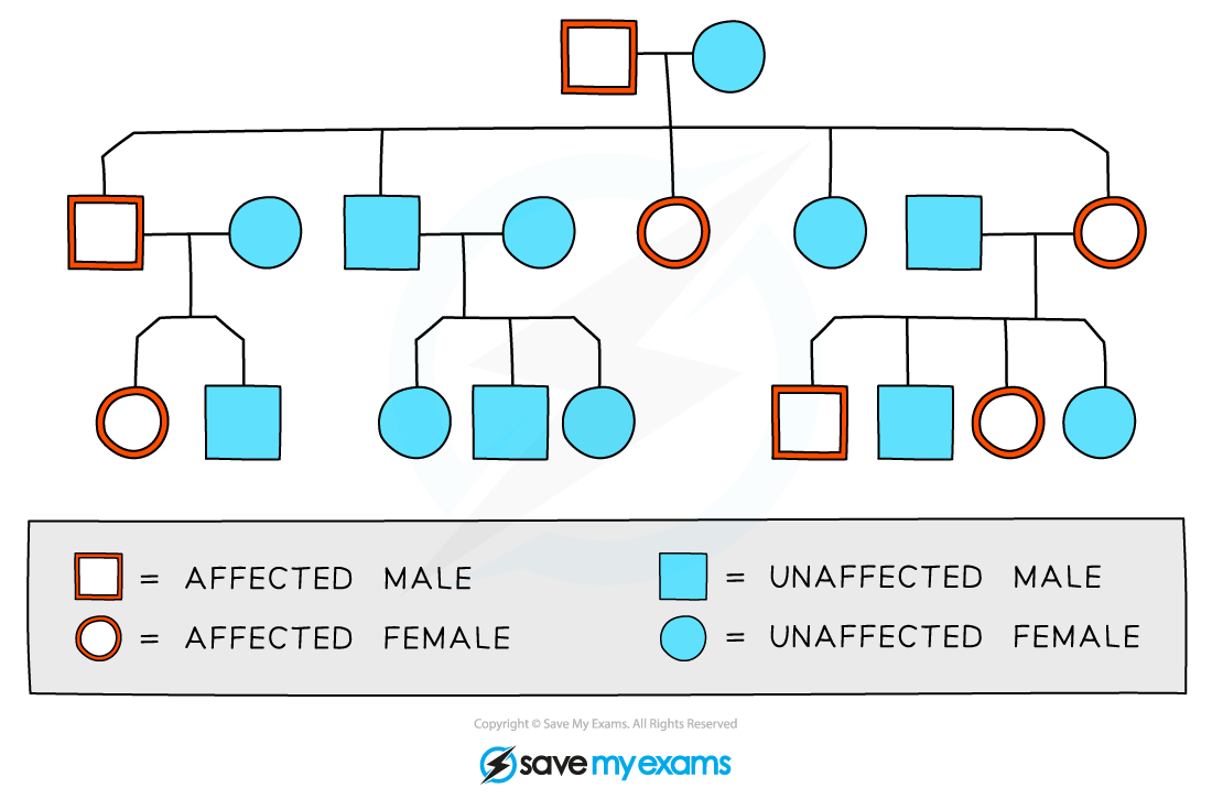 Pedigree Diagram