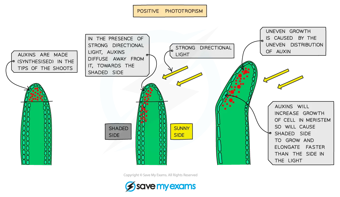 Phototropism showing auxin distribution and differential growth