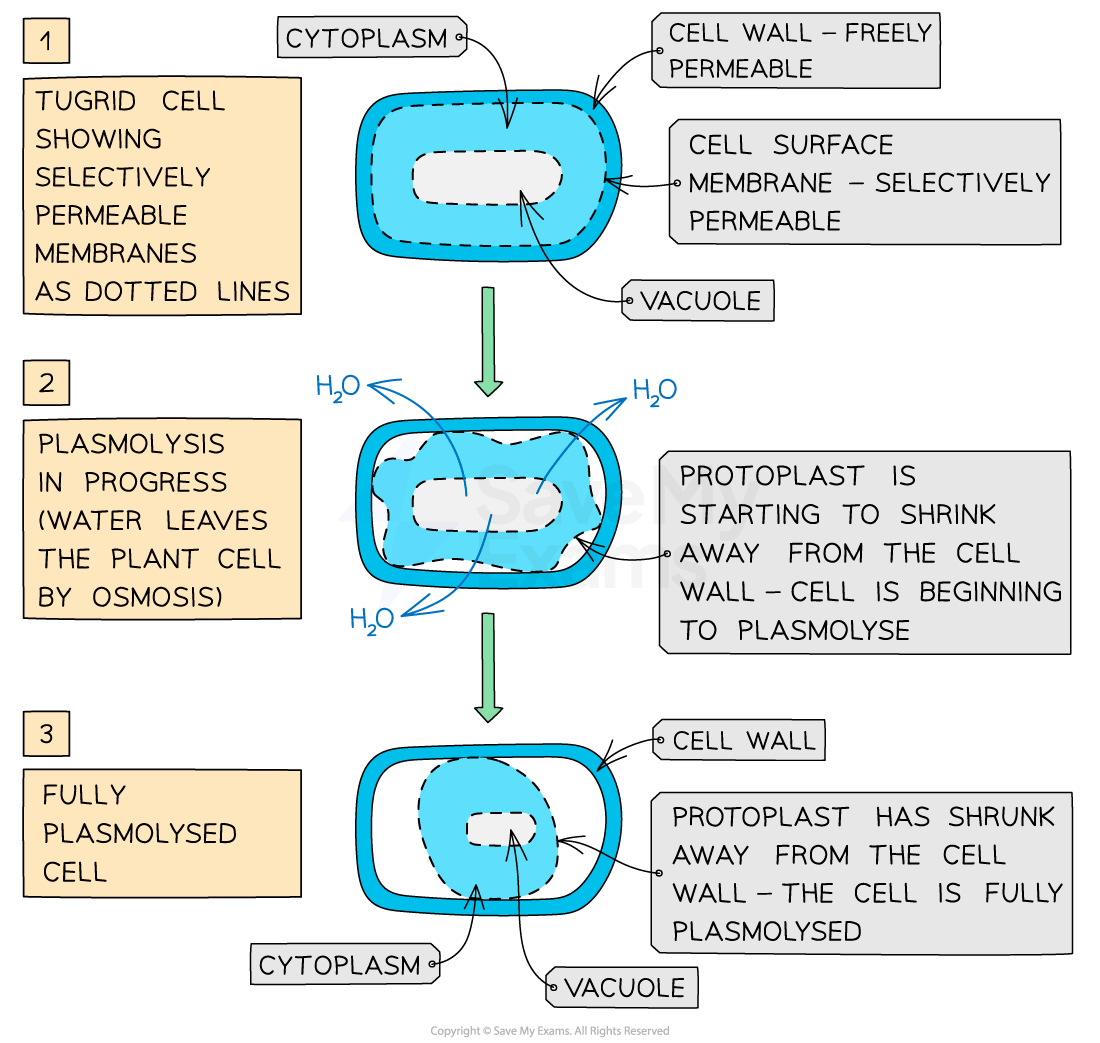 Plant cells showing turgid, flaccid, and plasmolysed states