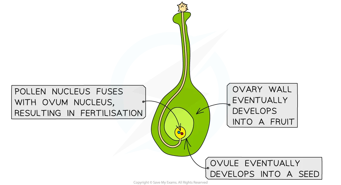 Plant fertilization