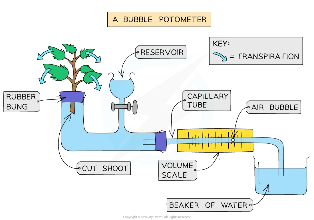 Potometer measuring water uptake by a leafy shoot under controlled temperature and wind conditions