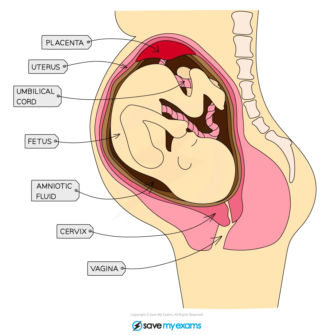 Pregnancy