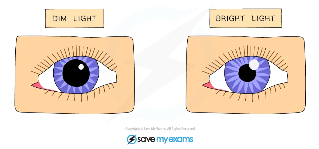 Pupil Reflexes