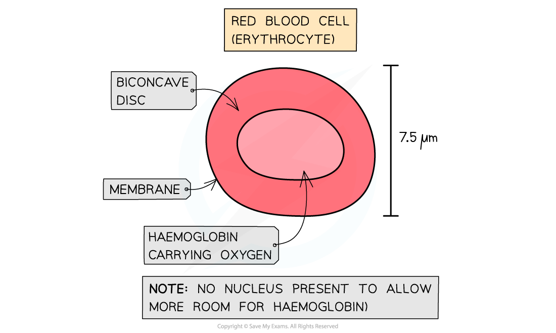 Red Blood Cell