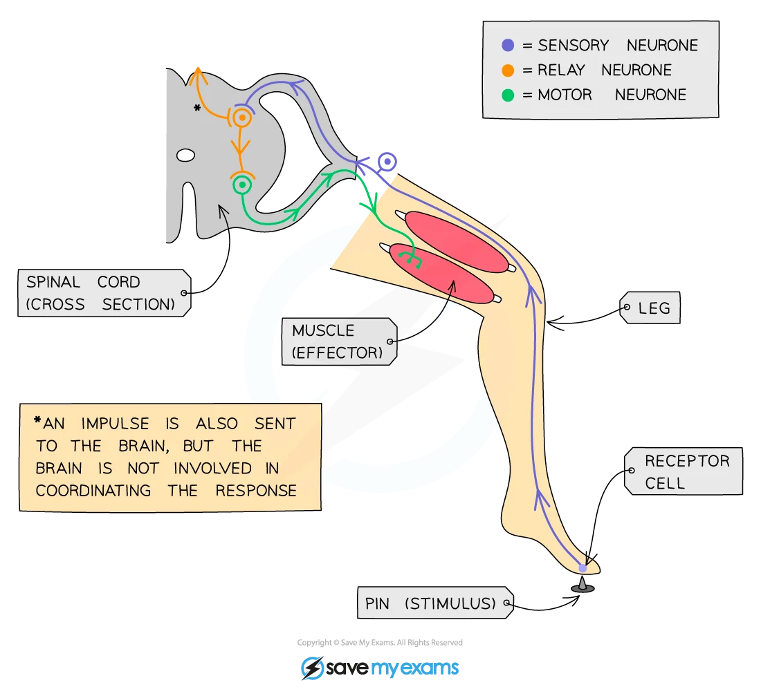 Reflex arc pathway showing receptor, sensory neuron, relay neuron, motor neuron, and effector