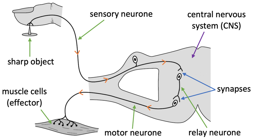 Reflex Arc